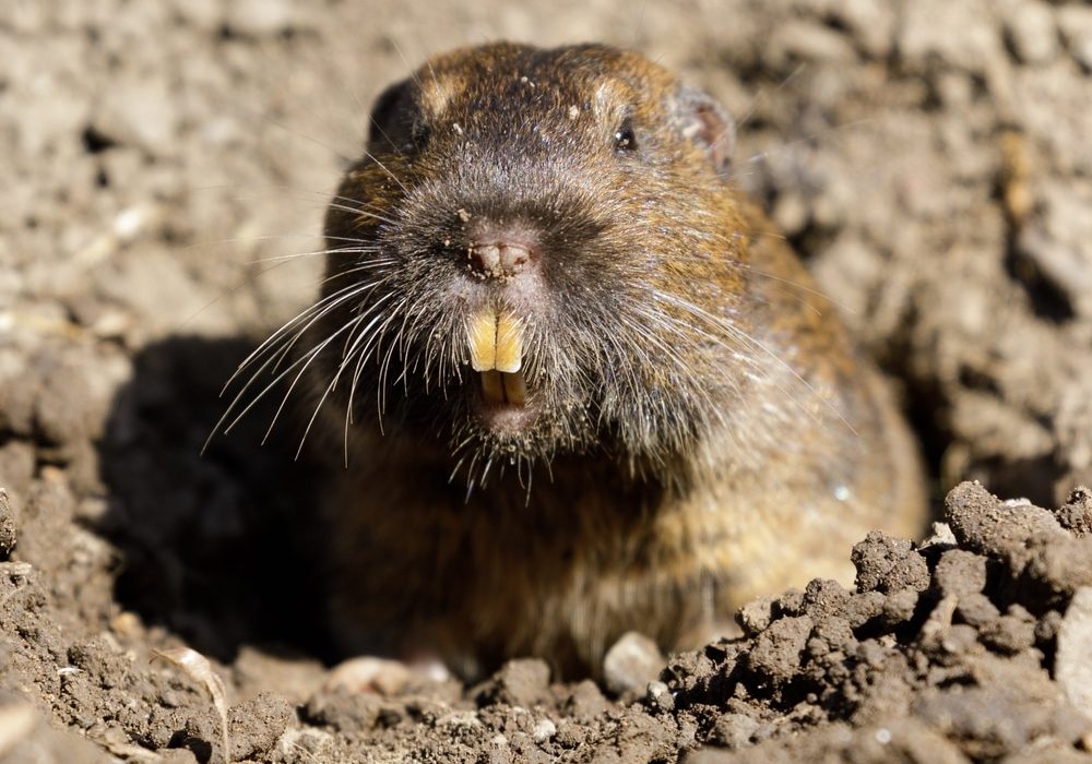 Curious,Botta's,Pocket,Gopher,Peeking,Out,Of,Burrow.,Santa,Clara Curious Botta's Pocket Gopher peeking out of burrow