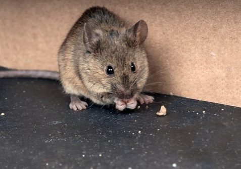 Common house mouse gnaws grain