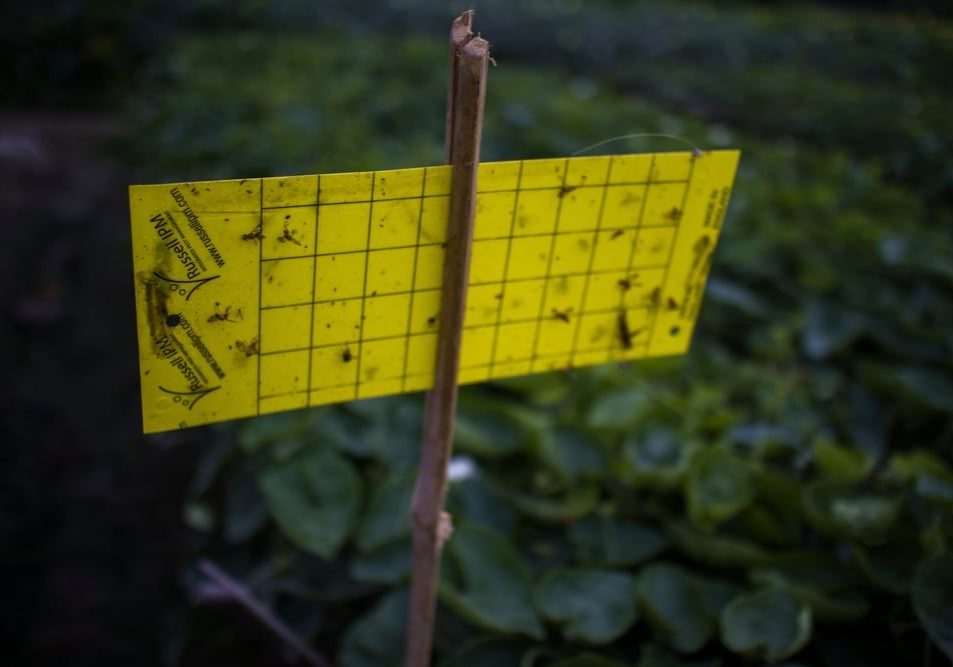 Integrated Pest Management Technology including Pheromone Integrated Pest Management Technology including Pheromone
