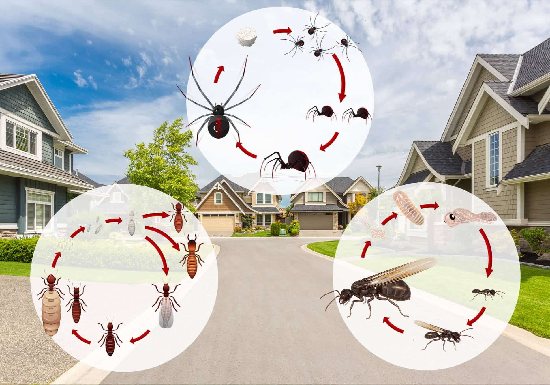 Illustration of common Oklahoma pests, including termites, spiders, and ants, depicted in various lifecycle stages against the backdrop of a residential home, highlighting the pest lifecycle and their habitat in Oklahoma.