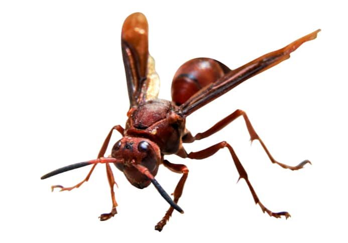 Mahogany wasp