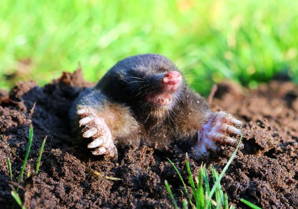 Mole in a molehill in the garden