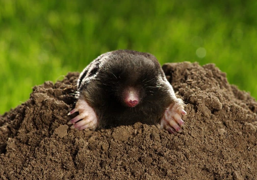 Mole, Talpa europaea, crawling out of brown molehill on green grass. See less