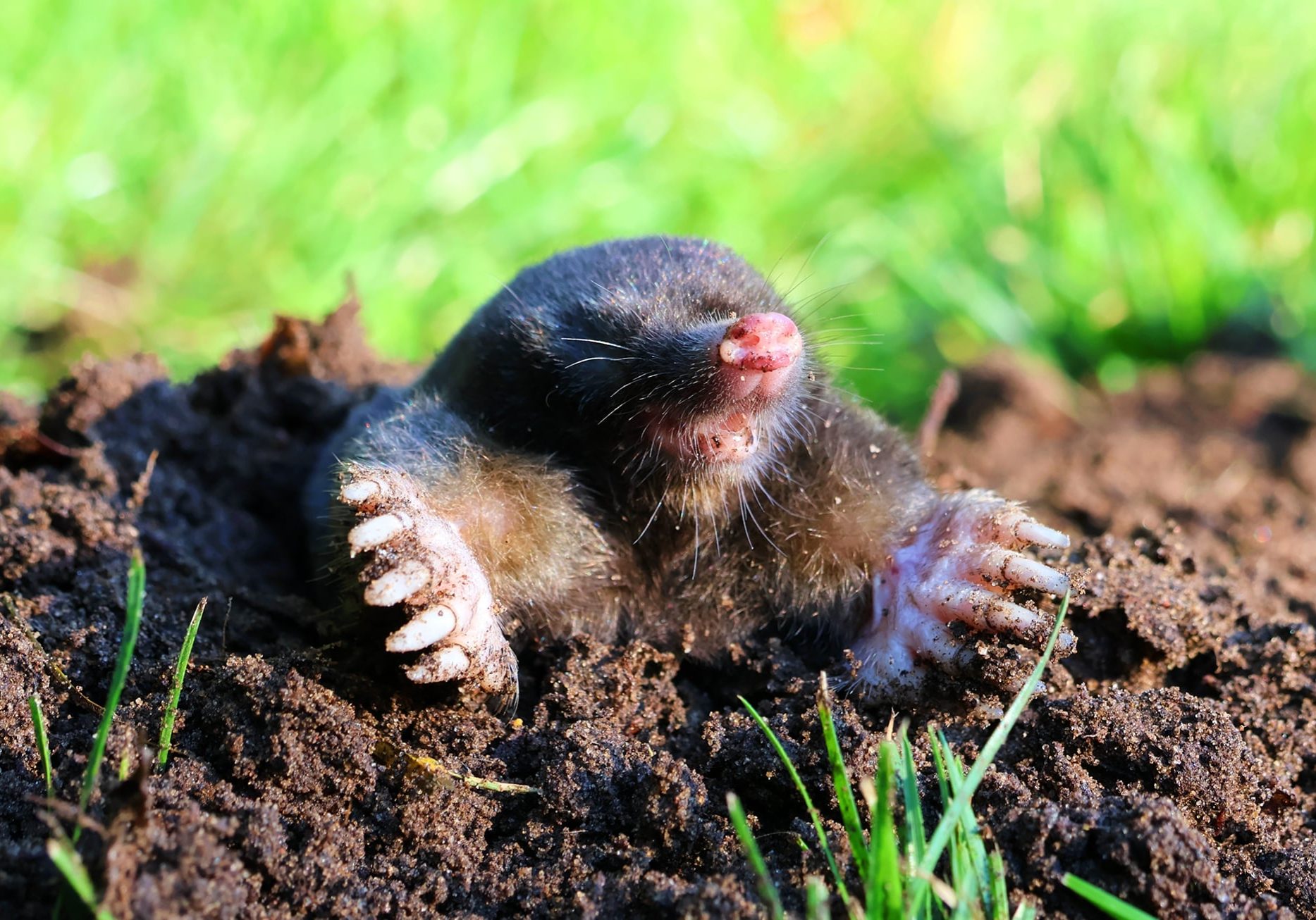 Mole in a molehill in the garden
