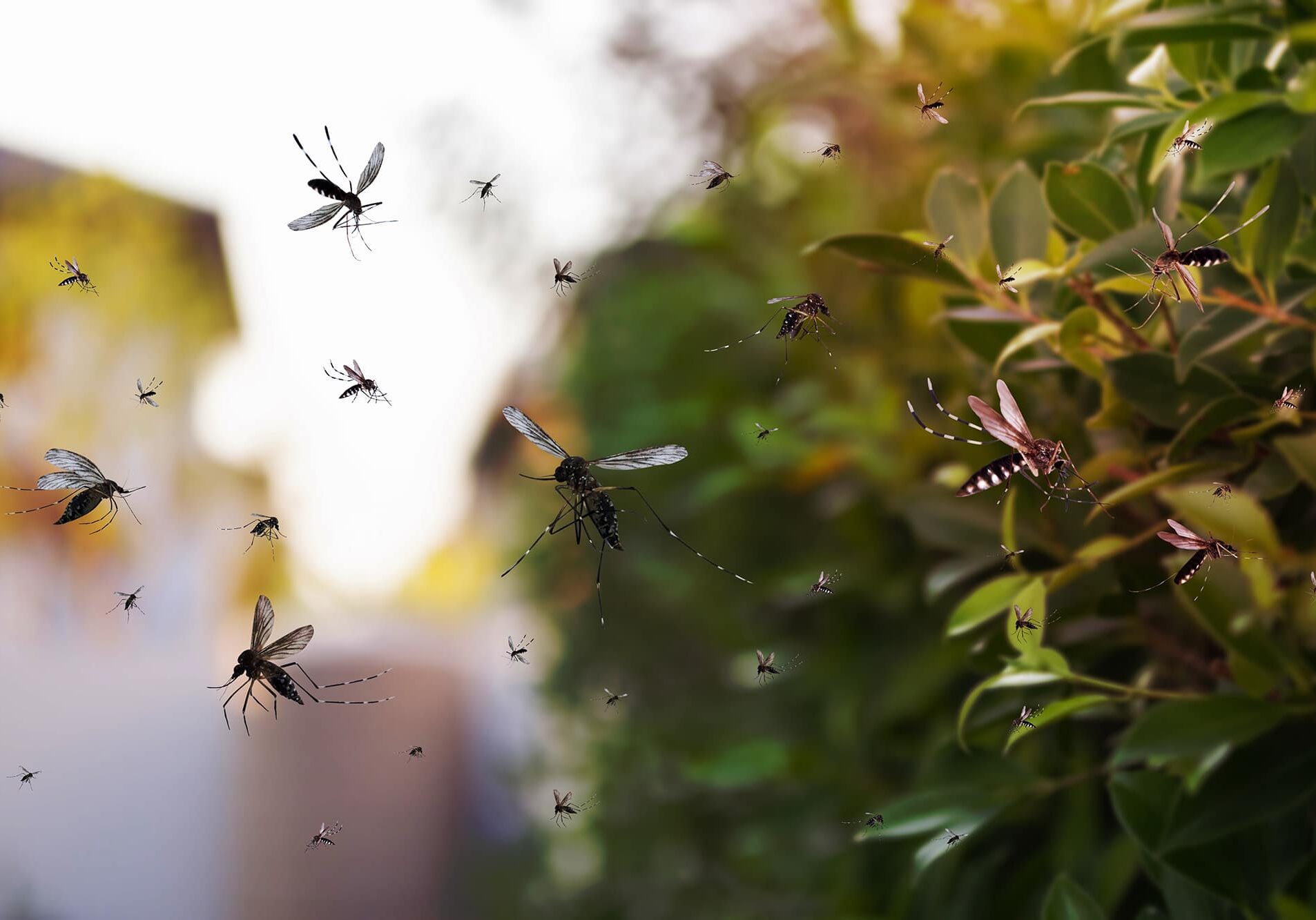 Swarm of mosquitoes fly in the park