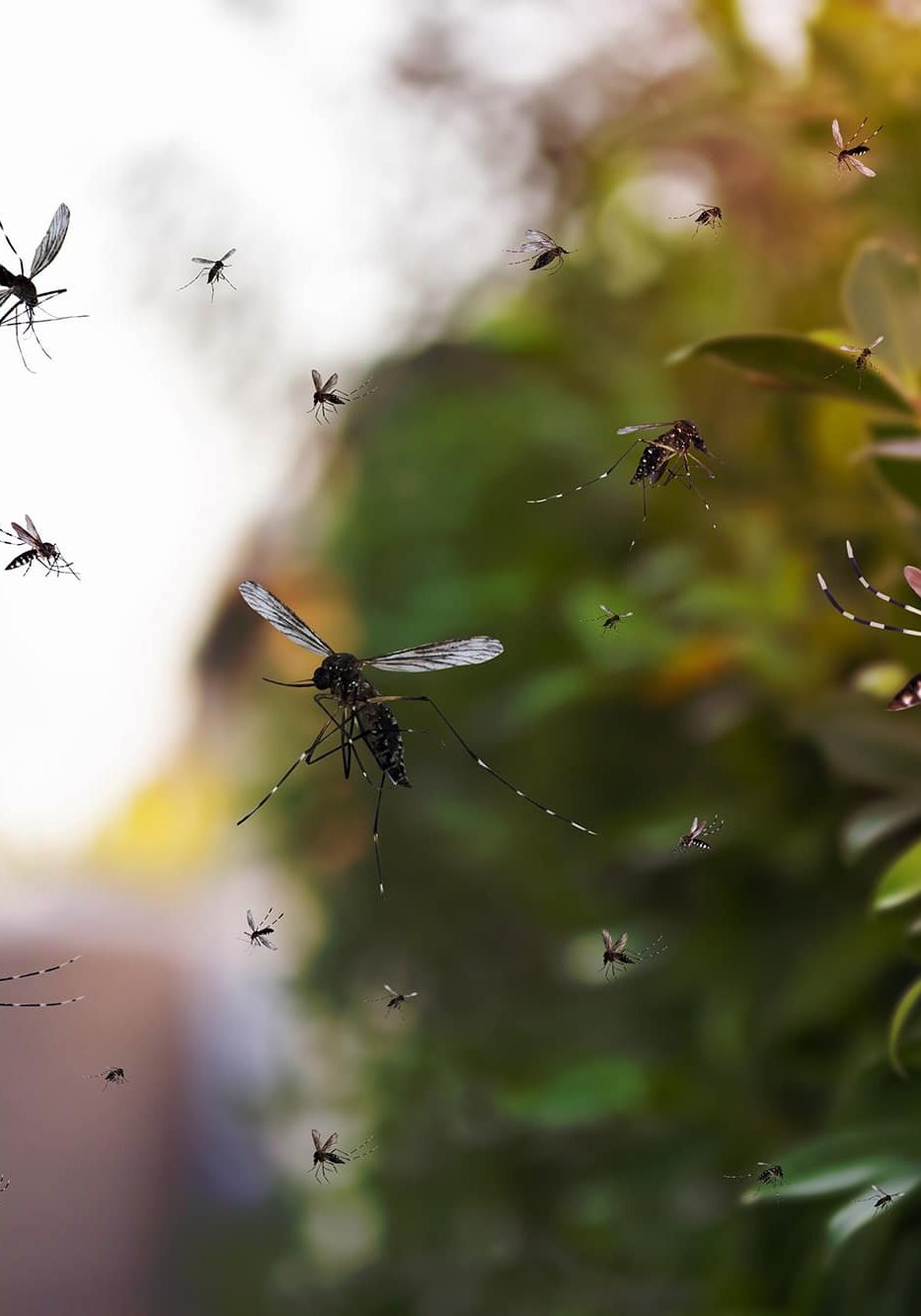 Swarm,Of,Mosquitoes,Fly,In,The,Park Swarm of mosquitoes fly in the park