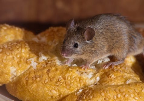 Mouse in the kitchen eating bread