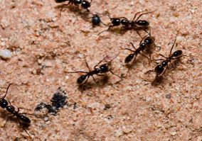 black ants walking on sand