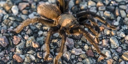 Oklahoma Brown Tarantula
