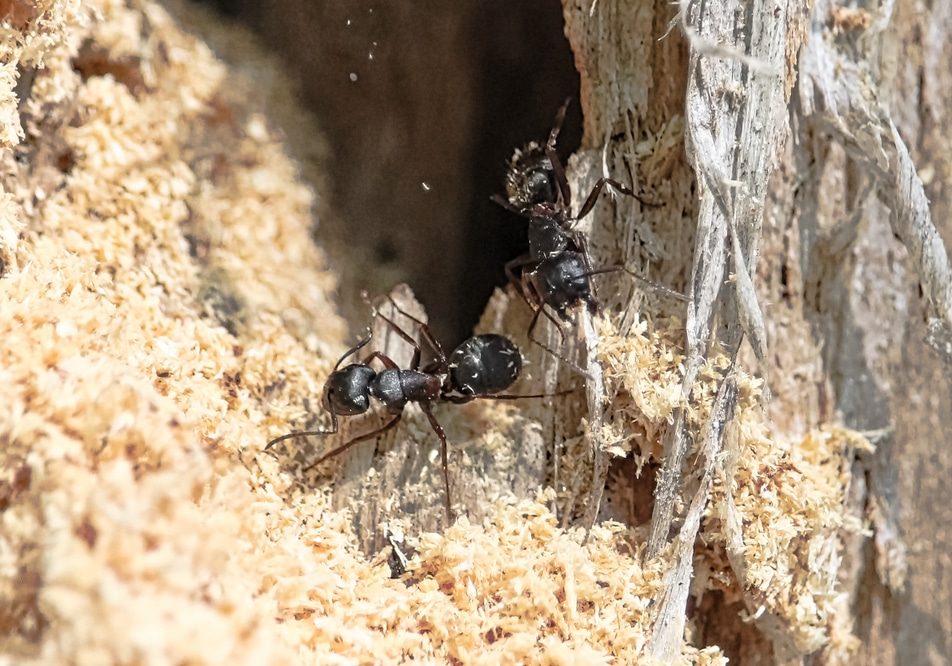 Carpenter ant creating tunnels in wood, highlighting its large size and burrowing behavior