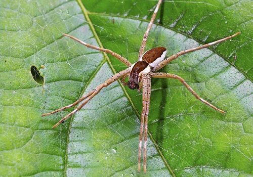 Raft spider (Dolomedes fimbriatus) on a leaf