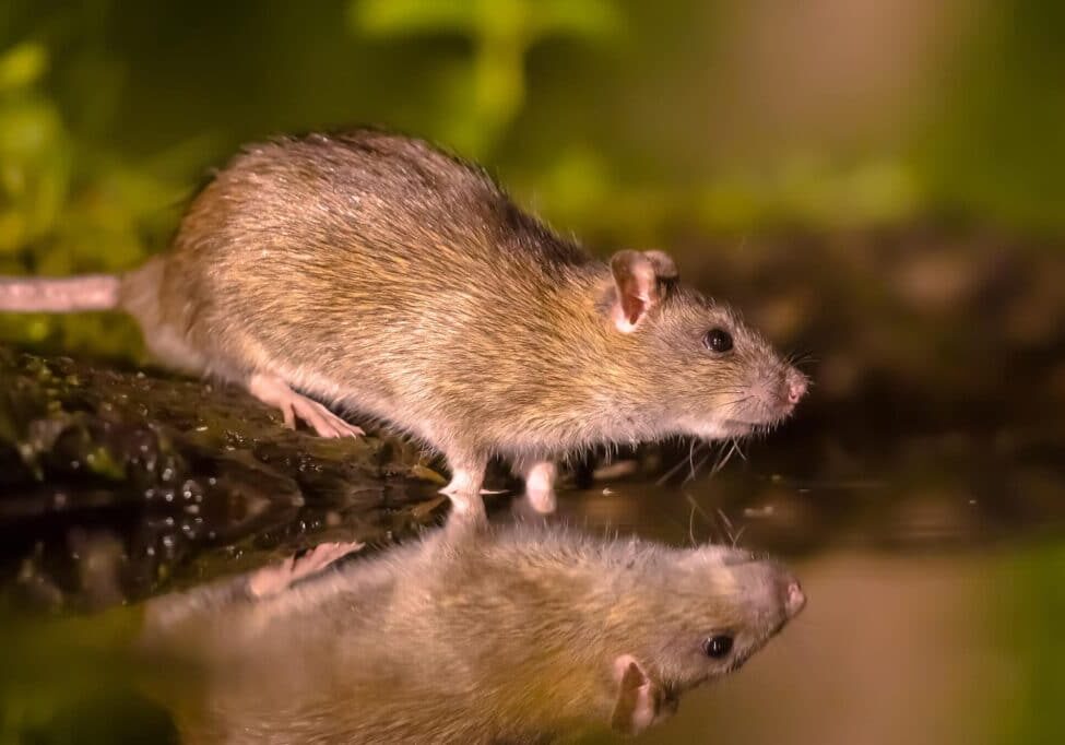 Brown rat (Rattus norvegicus) drinking water from bank at night