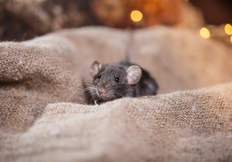 studio portrait of a brown domestic rat