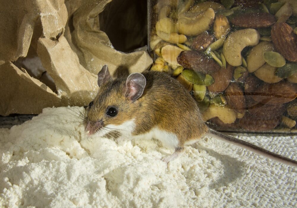 A spotlight catching the side view of a wild brown house mouse