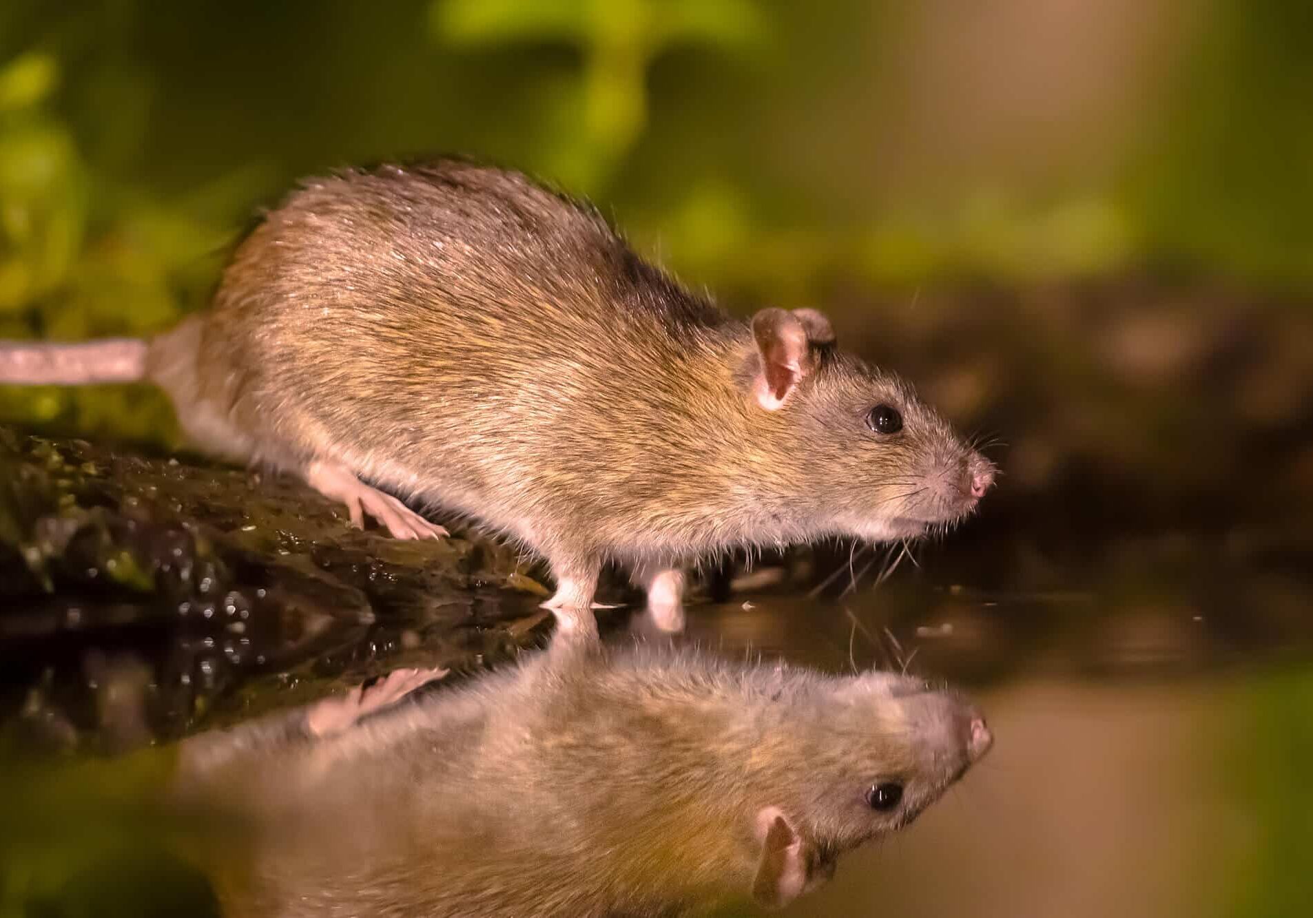 Brown rat (Rattus norvegicus) drinking water from bank at night