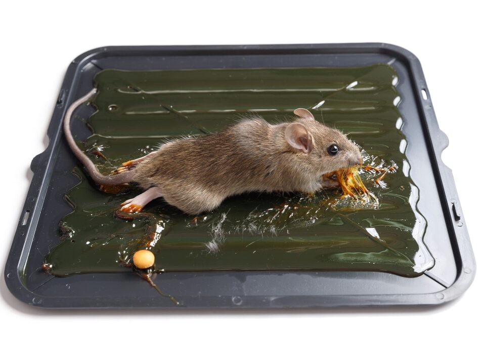 Mouse captured on glue mousetrap board