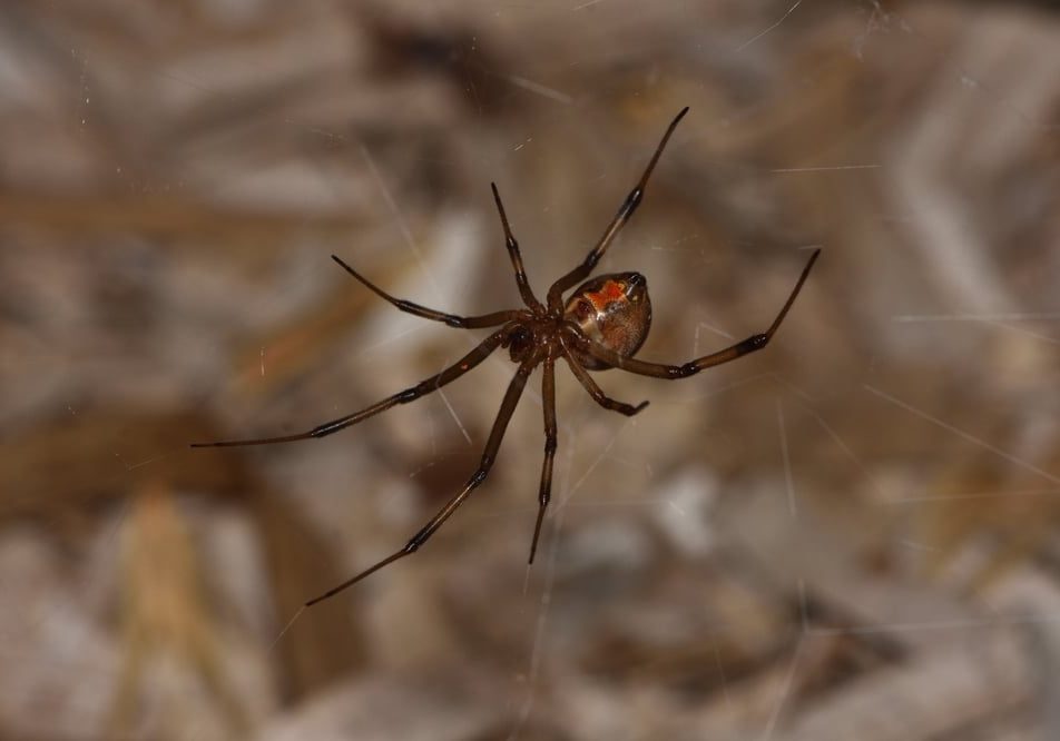 Brown Widow or House Button spider Brown Widow or House Button spider