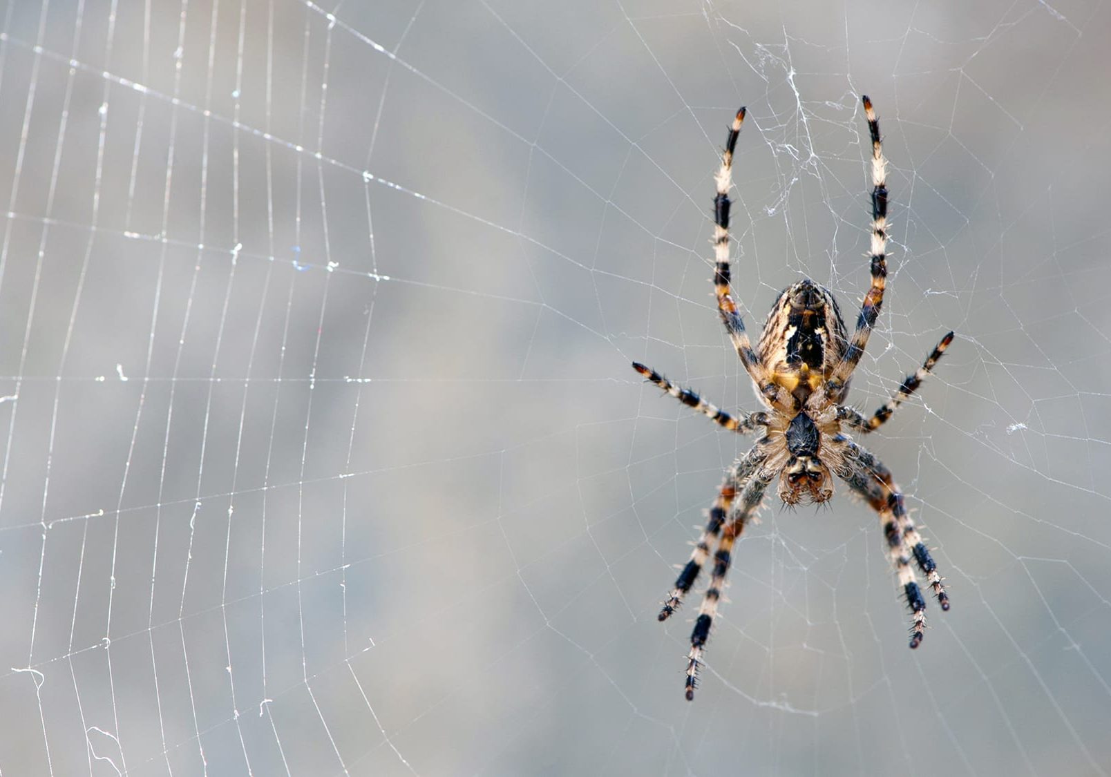 Araneus big spider