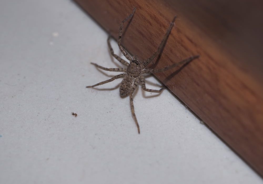 Spider in the house and flee