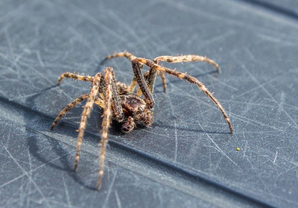 Common,House,Spider,Becoming,Active common house spider becoming active
