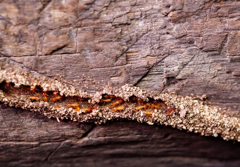 Termites repairing tunnels on pillars of wooden houses