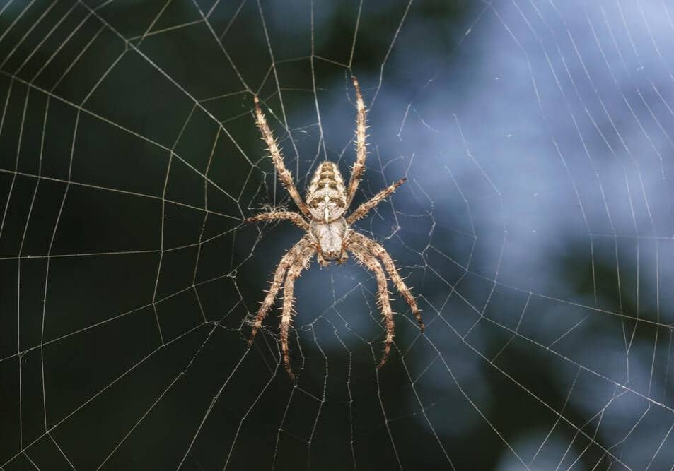 What Happens To Spiders In The Winter?