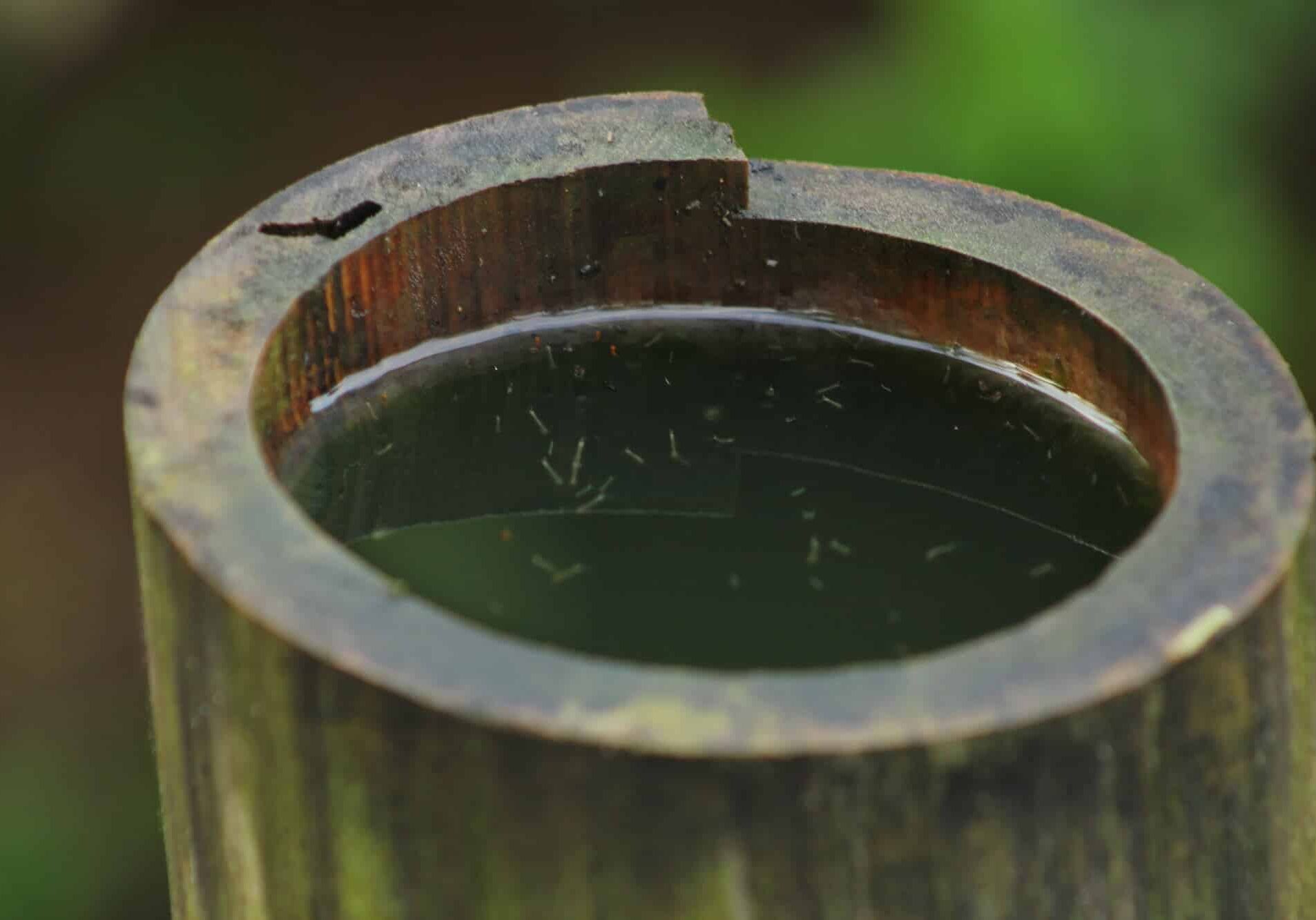 mosquito larvae in bamboo pieces filled with water