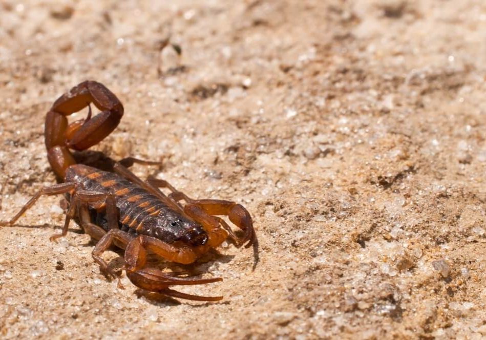 Striped Bark Scorpion