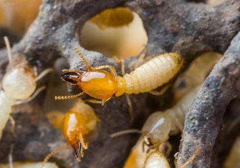 Termite or white ants