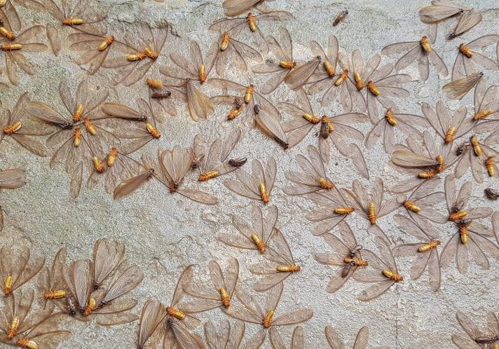 Moths are flying in to swarm around the lamps during the time of rain