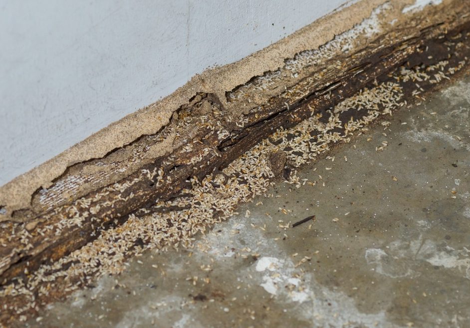 Termites destroying wood from the ground
