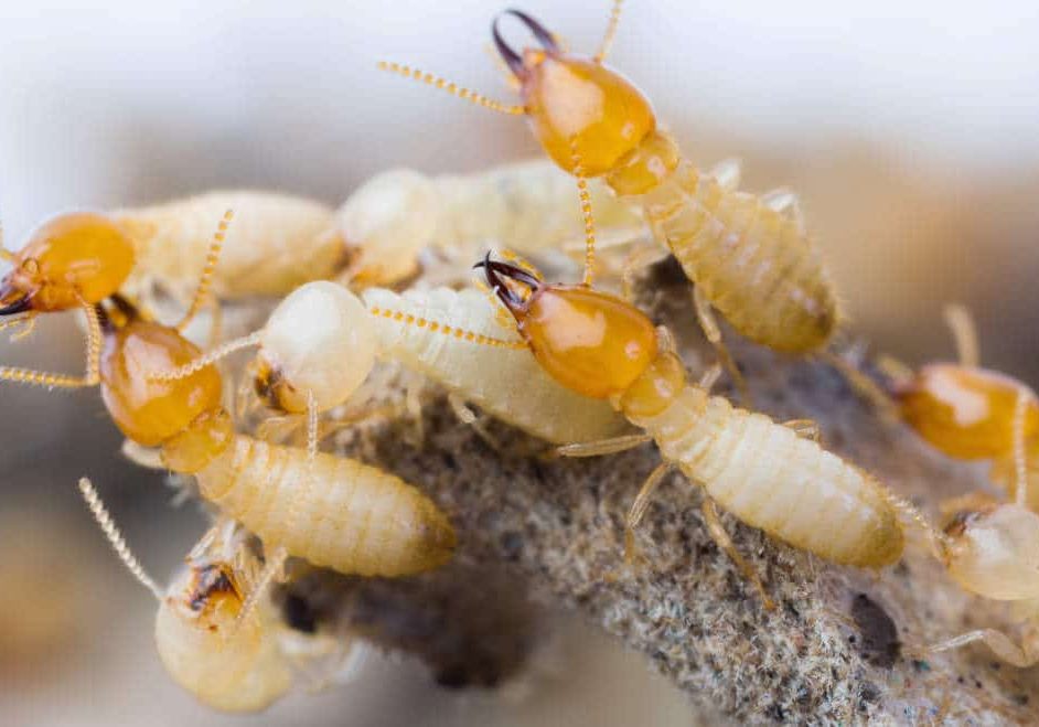 Termites