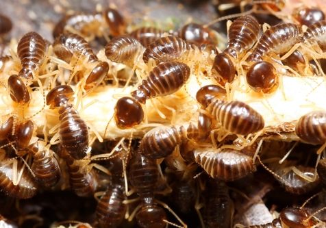 Group of termites eating wood