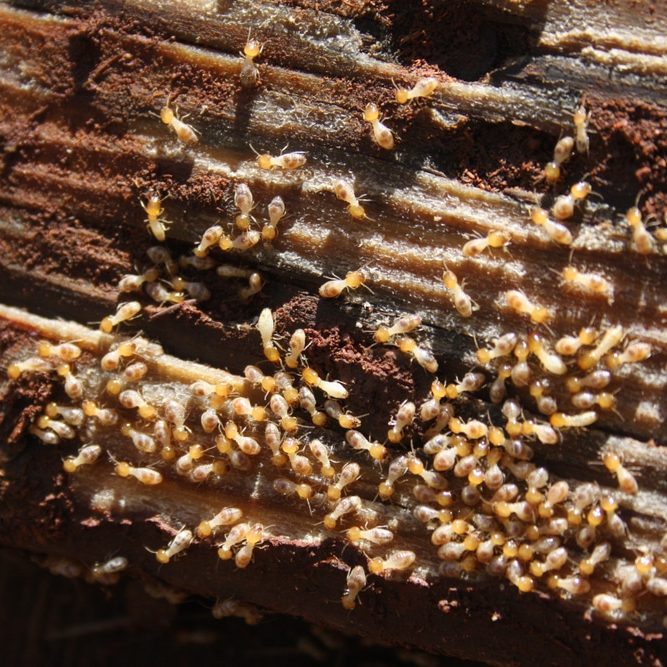 Tiny,Pale,Brown,Termites,Eating,The,Underside,Of,A,Wooden Tiny pale brown termites eating the underside of a wooden plank that was lying on damp ground