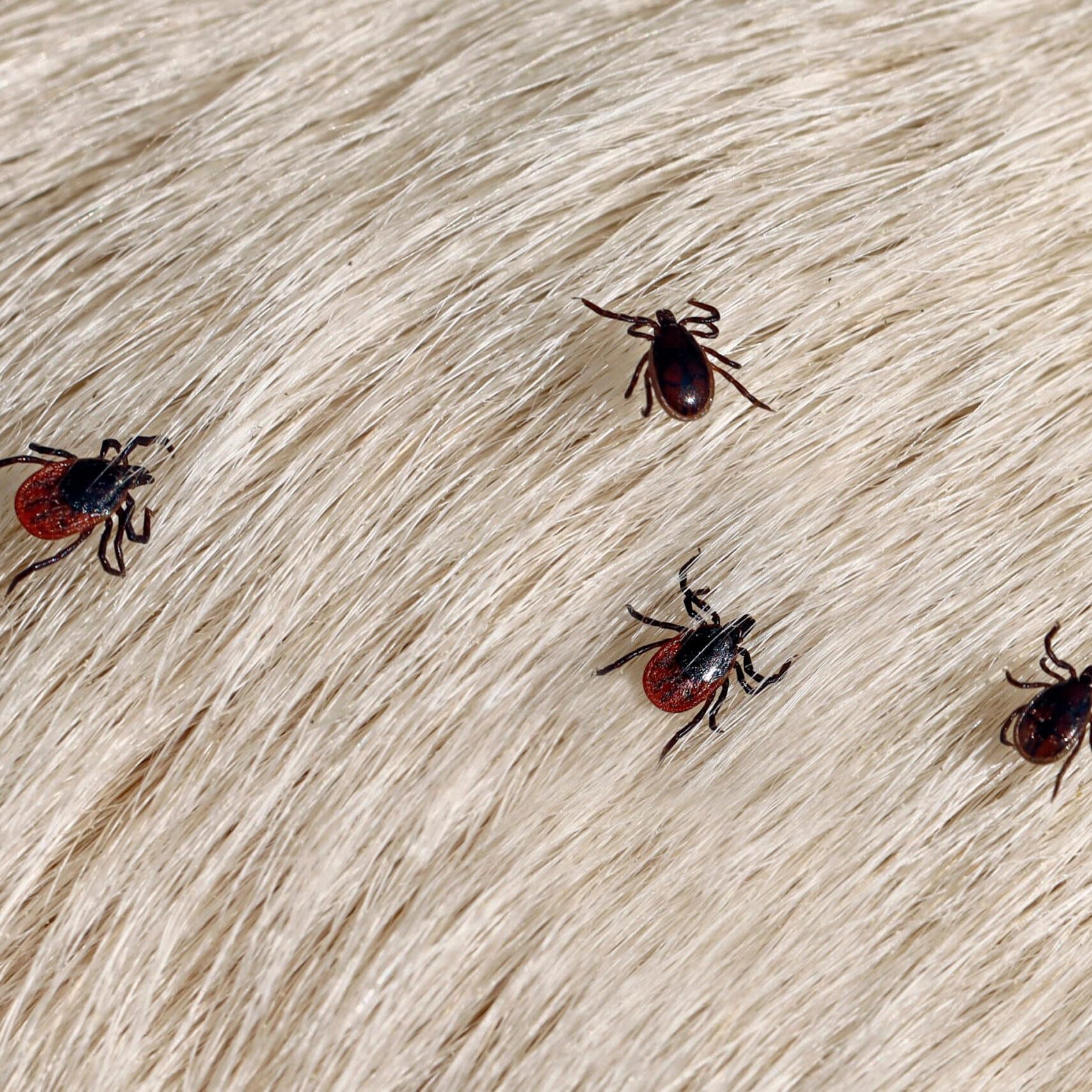 Ticks