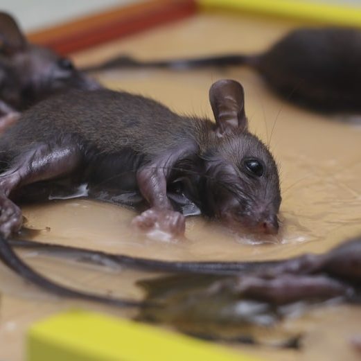 A group of juvenile rats are trapped on the sticky surface of glued board.