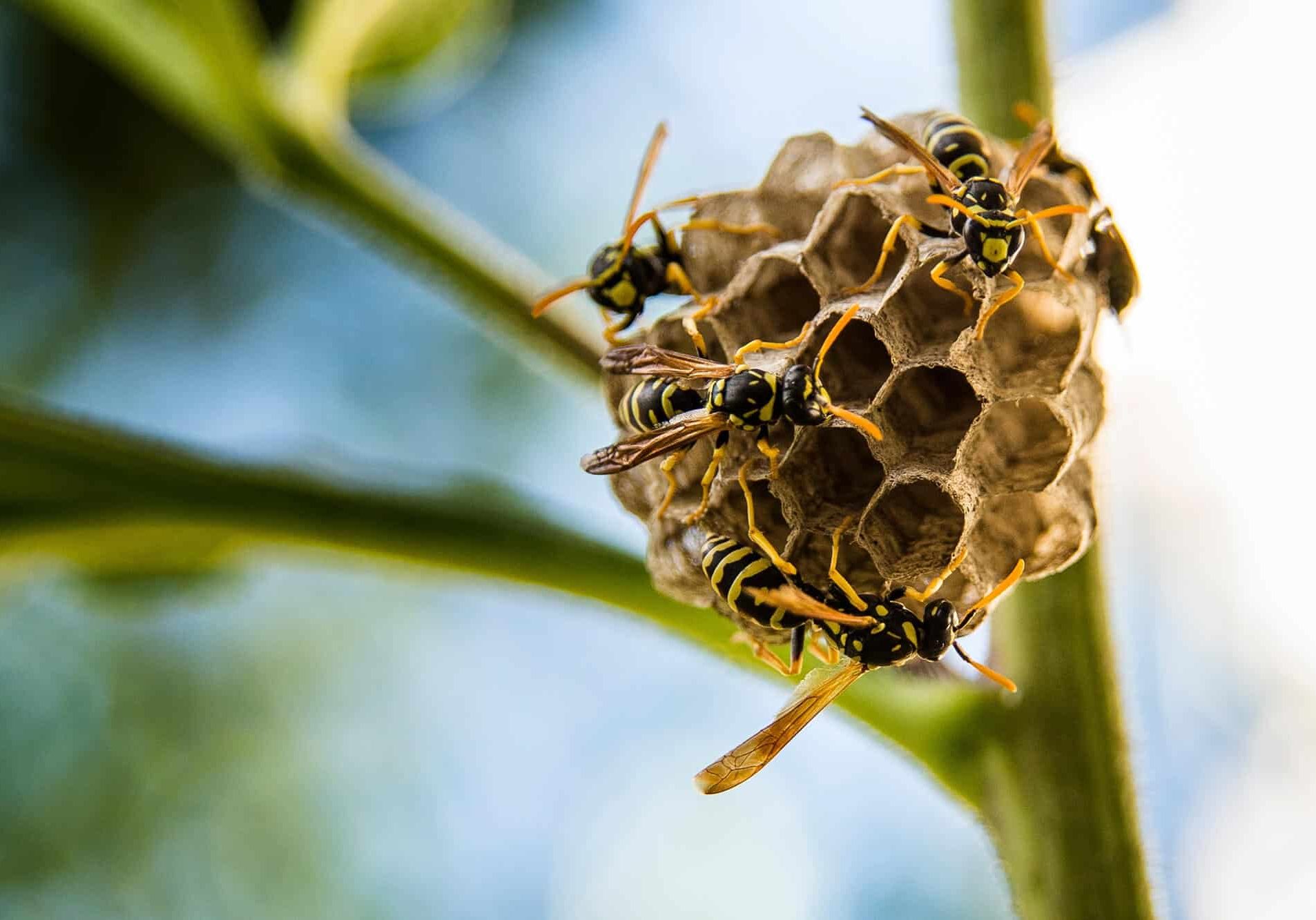 Wasps building a nest on a plant