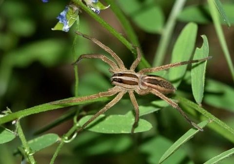 Texas Wolf spider, or Rabid Wolf spider is out hunting at night, looking for insects hidden within the Common Vetch it is on