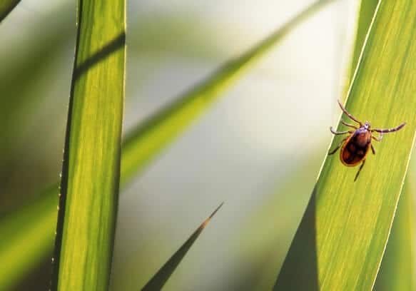 Yard Ticks