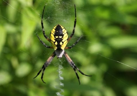 Black & Yellow Garden Spider Female Argiope aurantia