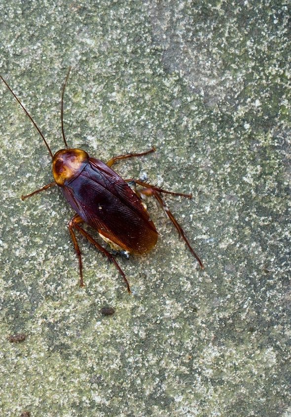 The American cockroaches bug