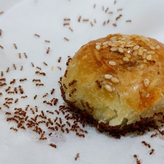 A cake surrounded and eaten by red ants