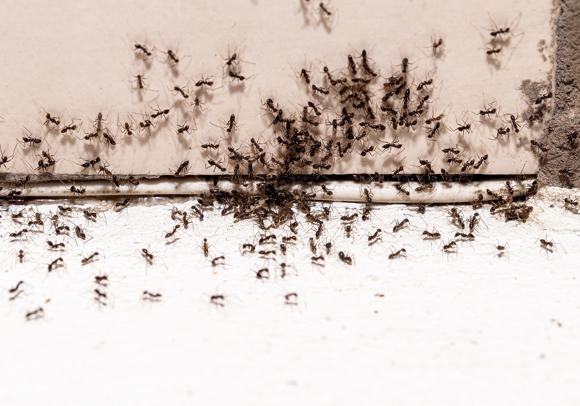 hole and crack in the wall with ant infestation