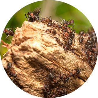 ants on stump