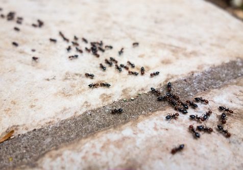 Ant's line
