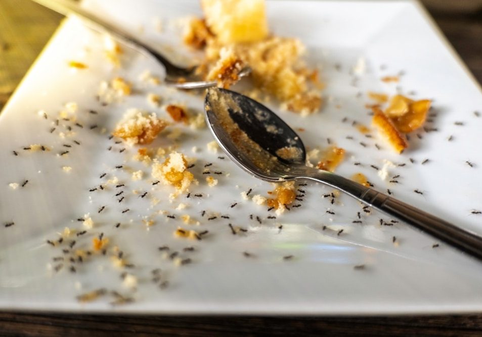 After eating dessert, small ants on dessert in the white plate, After eating dessert, small ants on dessert in the white plate,