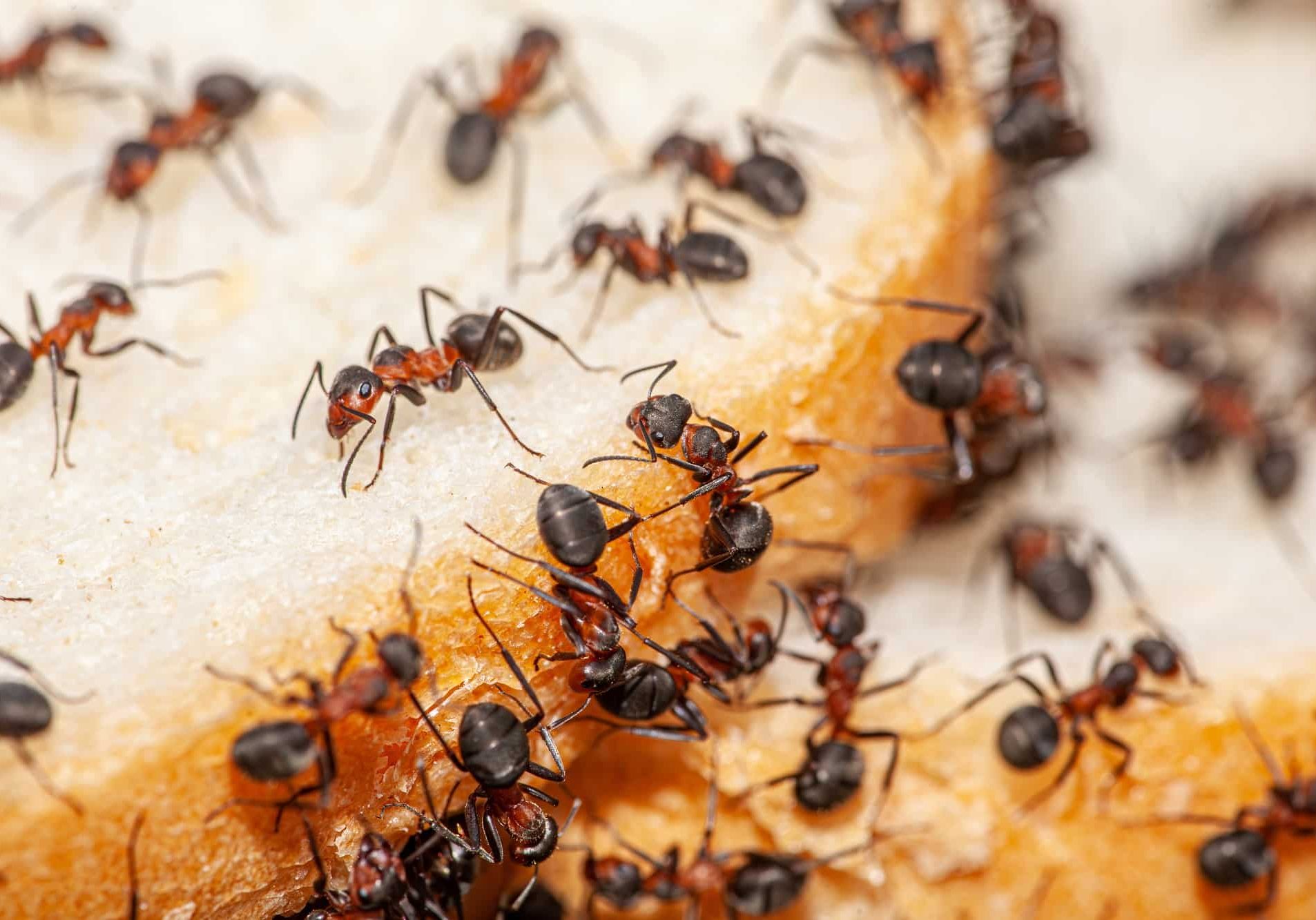 Ants on a slice of bread