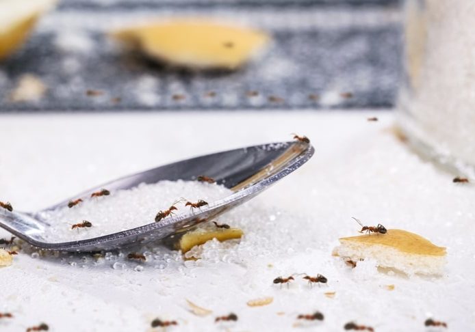 ants on sugar spoon on the table ants on sugar spoon on the table