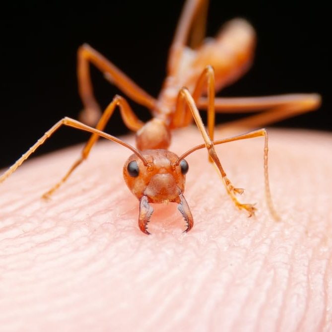 Why do ants attack you
