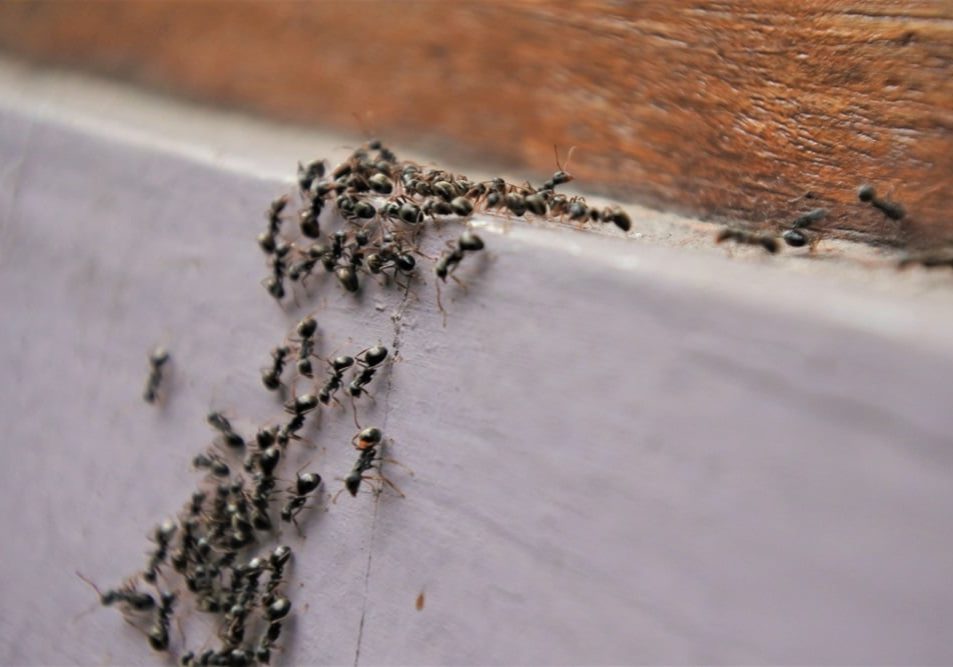 Black garden ants on wall